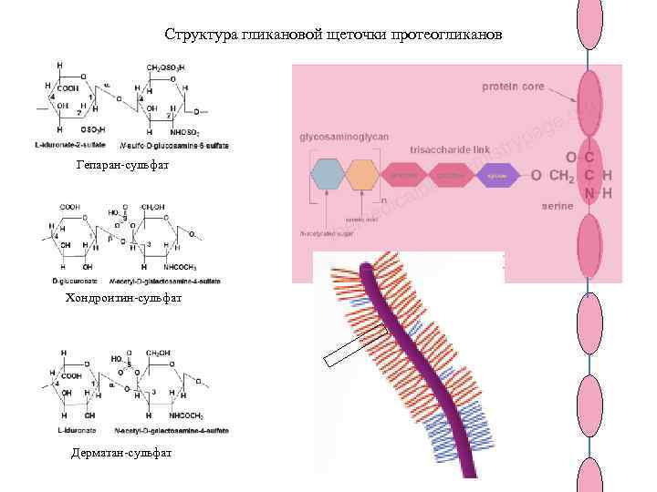 Структура гликановой щеточки протеогликанов Гепаран-сульфат Хондроитин-сульфат Дерматан-сульфат 