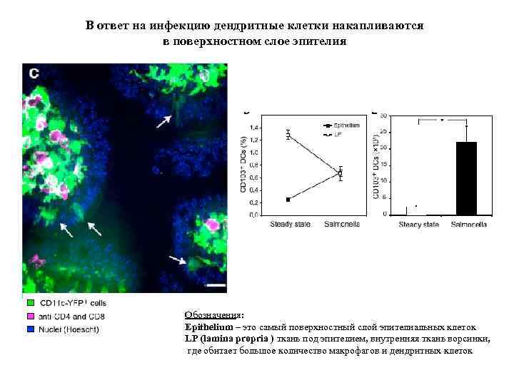 В ответ на инфекцию дендритные клетки накапливаются в поверхностном слое эпителия Обозначения: Epithelium –