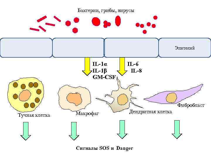 Бактерии, грибы, вирусы Эпителий IL-1α IL-1β GM-CSF IL-6 IL-8 Фибробласт Тучная клетка Макрофаг Дендритная