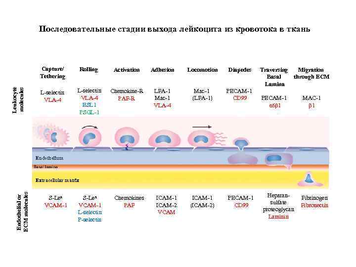 Последовательные стадии выхода лейкоцита из кровотока в ткань Leukocyte molecules Capture/ Tethering Rolling Activation