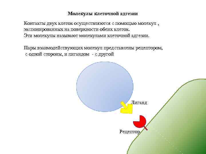 Наблюдение за хемотаксисом