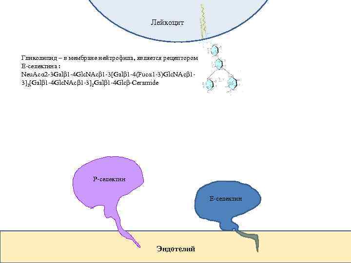 Лейкоцит Гликолипид – в мембране нейтрофила, является рецептором Е-селектина : Neu. Acα 2 -3