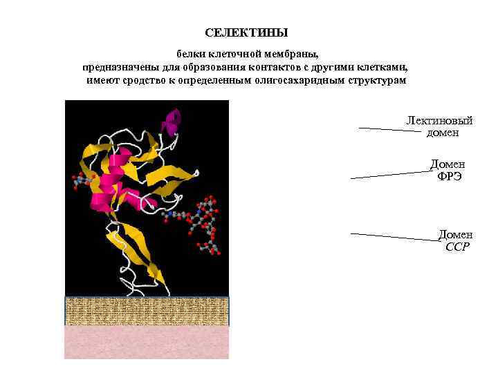 СЕЛЕКТИНЫ белки клеточной мембраны, предназначены для образования контактов с другими клетками, имеют сродство к