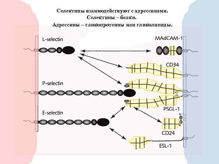 Селектины взаимодействуют с адрессинами. Селектины – белки. Адрессины – гликопротеины или гликолипиды. 