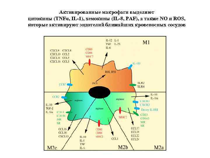 Активированные макрофаги выделяют цитокины (TNFα, IL-1), хемокины (IL-8, PAF), а также NO и ROS,