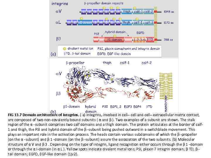 FIG 13. 7 Domain architecture of integrins. ( a) Integrins, involved in cell– cell