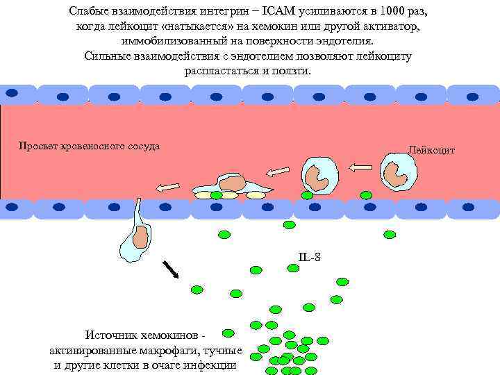 Слабые взаимодействия интегрин − ICAM усиливаются в 1000 раз, когда лейкоцит «натыкается» на хемокин
