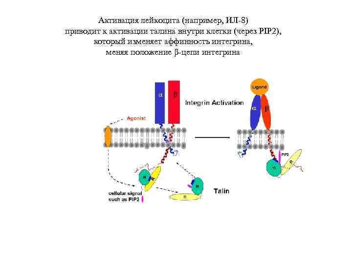 Активация лейкоцита (например, ИЛ-8) приводит к активации талина внутри клетки (через PIP 2), который