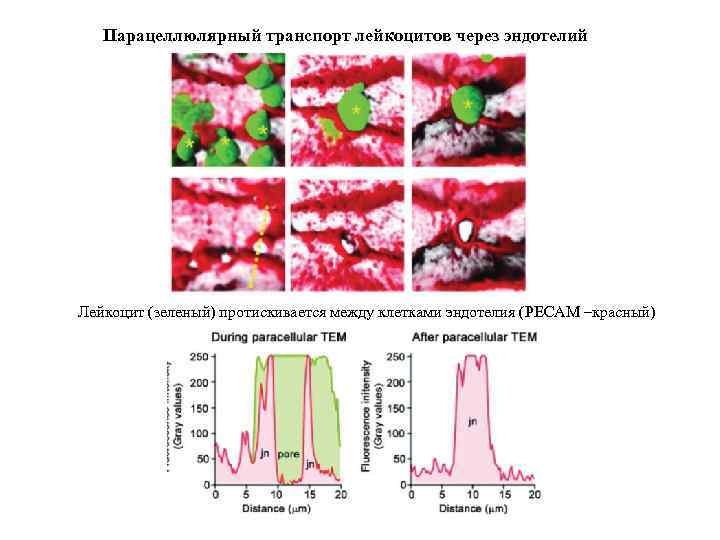 Парацеллюлярный транспорт лейкоцитов через эндотелий Лейкоцит (зеленый) протискивается между клетками эндотелия (PECAM –красный) 