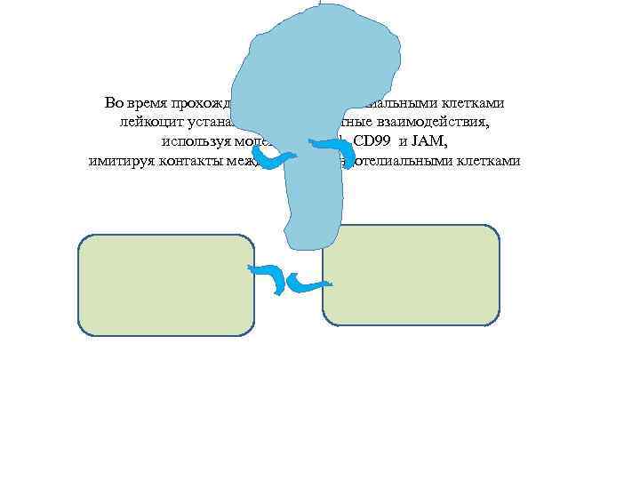 Во время прохождения между эндотелиальными клетками лейкоцит устанавливает контактные взаимодействия, используя молекулы CD 31,