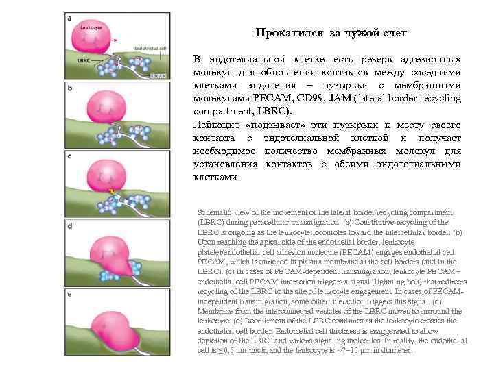 Прокатился за чужой счет В эндотелиальной клетке есть резерв адгезионных молекул для обновления контактов