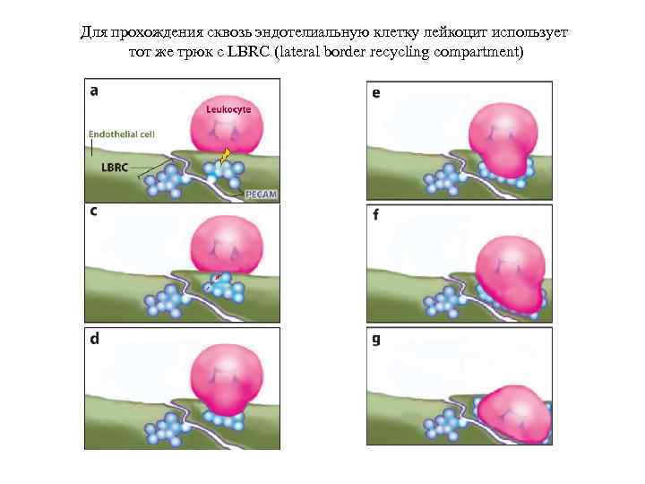 Для прохождения сквозь эндотелиальную клетку лейкоцит использует тот же трюк с LBRC (lateral border