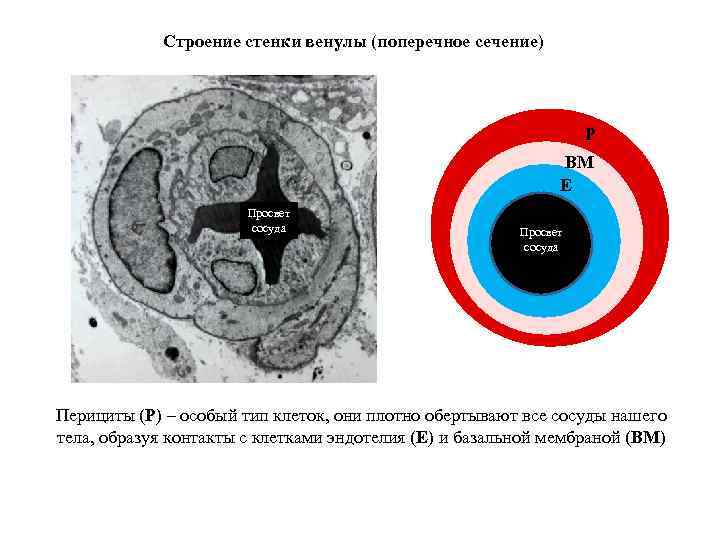 Строение стенки венулы (поперечное сечение) P BM E Просвет сосуда Перициты (P) – особый