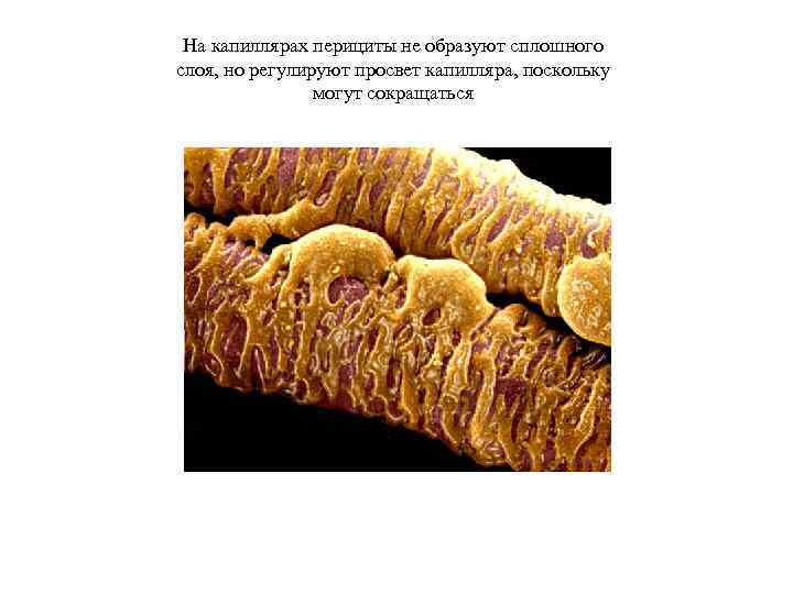 На капиллярах перициты не образуют сплошного слоя, но регулируют просвет капилляра, поскольку могут сокращаться
