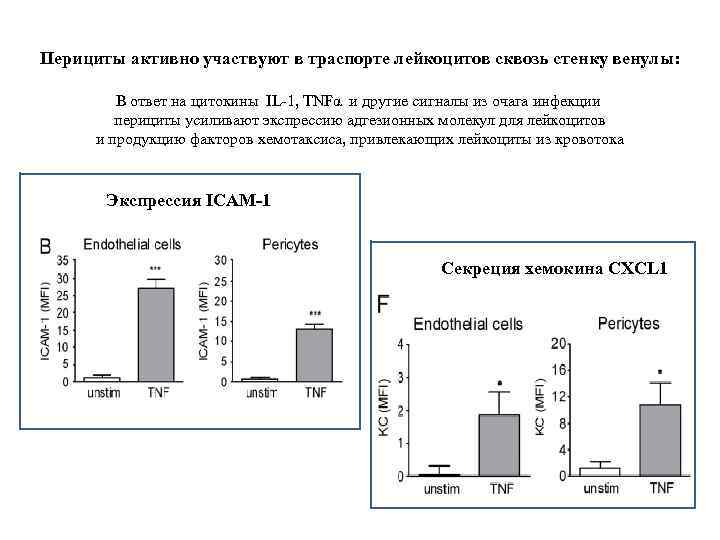 Перициты активно участвуют в траспорте лейкоцитов сквозь стенку венулы: В ответ на цитокины IL-1,