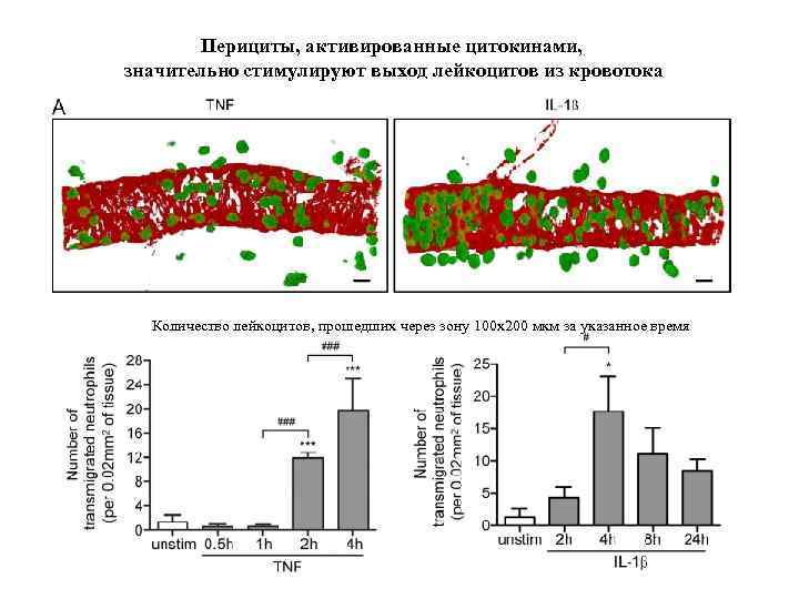 Перициты, активированные цитокинами, значительно стимулируют выход лейкоцитов из кровотока Количество лейкоцитов, прошедших через зону