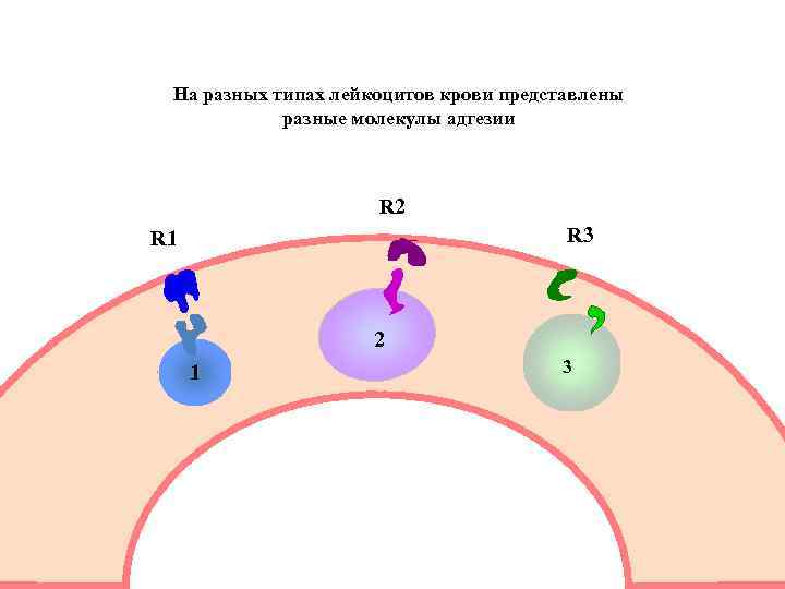 На разных типах лейкоцитов крови представлены разные молекулы адгезии R 2 R 3 R