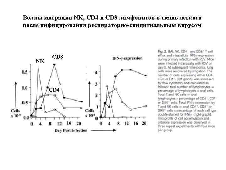 Волны миграции NK, CD 4 и CD 8 лимфоцитов в ткань легкого после инфицирования