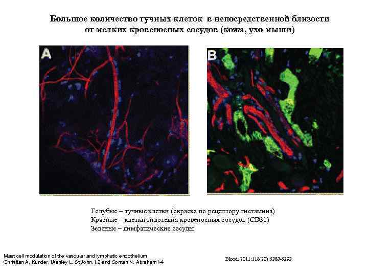 Большое количество тучных клеток в непосредственной близости от мелких кровеносных сосудов (кожа, ухо мыши)