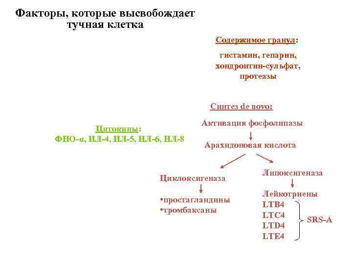 Факторы, которые высвобождает тучная клетка Содержимое гранул: гистамин, гепарин, хондроитин-сульфат, протеазы Синтез de novo: