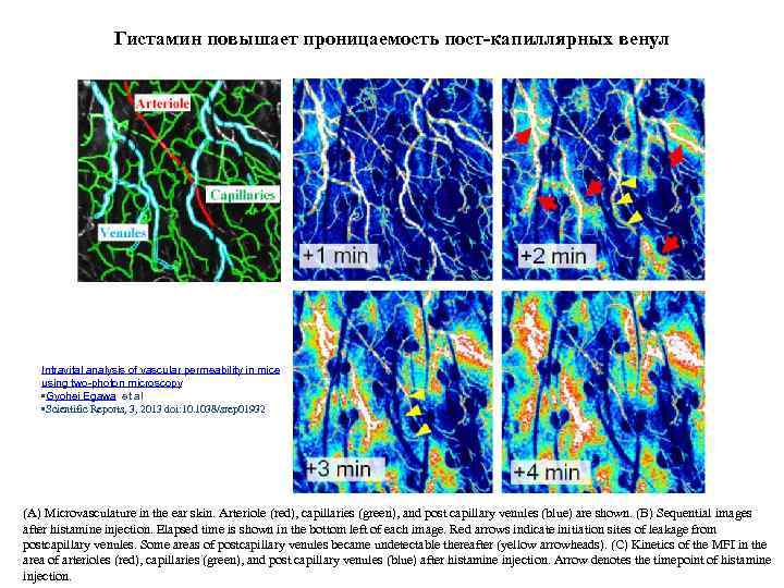 Гистамин повышает проницаемость пост-капиллярных венул Intravital analysis of vascular permeability in mice using two-photon