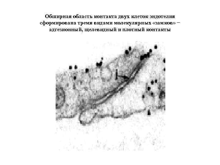 Обширная область контакта двух клеток эндотелия сформирована тремя видами молекулярных «замков» − адгезионный, щелевидный
