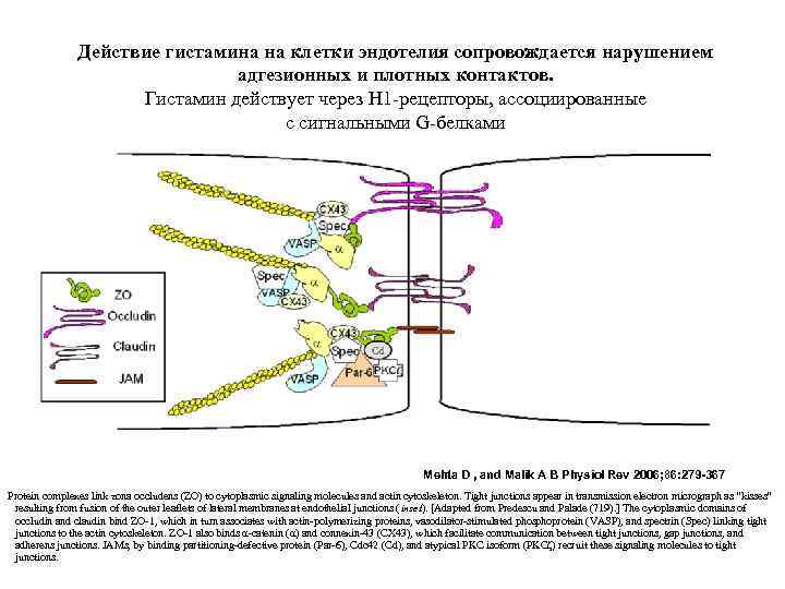 Механизм действия гистамина. Эффекты гистамина. Межклеточные контакты эндотелия. H1 рецепторы эндотелий.