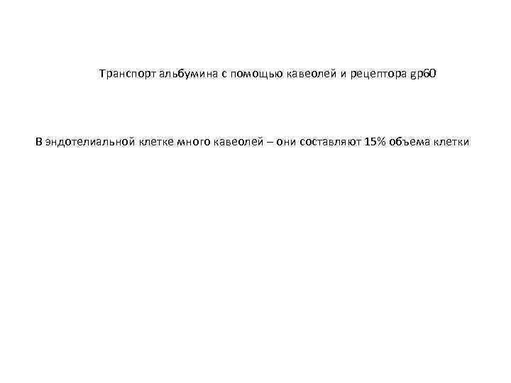 Транспорт альбумина с помощью кавеолей и рецептора gp 60 В эндотелиальной клетке много кавеолей
