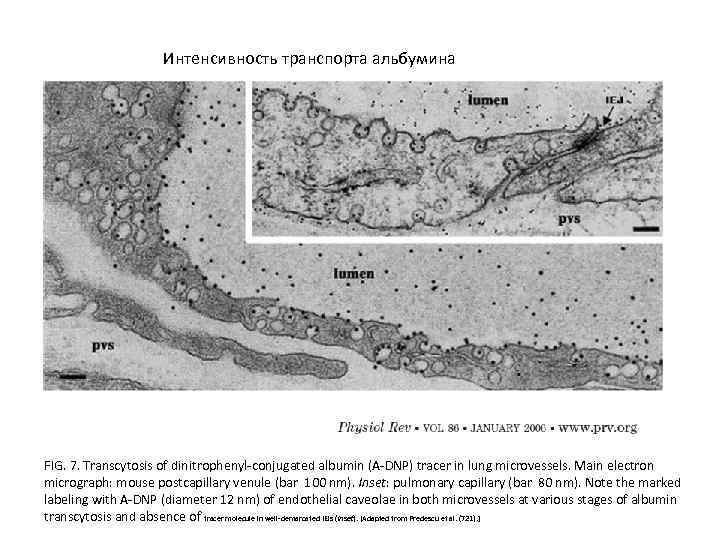 Интенсивность транспорта альбумина FIG. 7. Transcytosis of dinitrophenyl-conjugated albumin (A-DNP) tracer in lung microvessels.