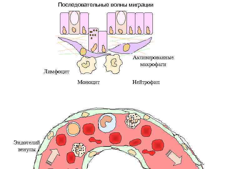 Последовательные волны миграции Активированные макрофаги Лимфоцит Моноцит Эндотелий венулы Нейтрофил 