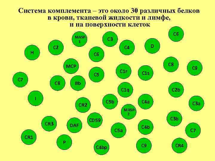 Система комплемента – это около 30 различных белков в крови, тканевой жидкости и лимфе,