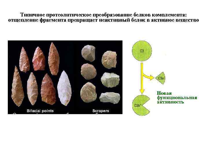 Типичное протеолитическое преобразование белков комплемента: отщепление фрагмента превращает неактивный белок в активное вещество Новая