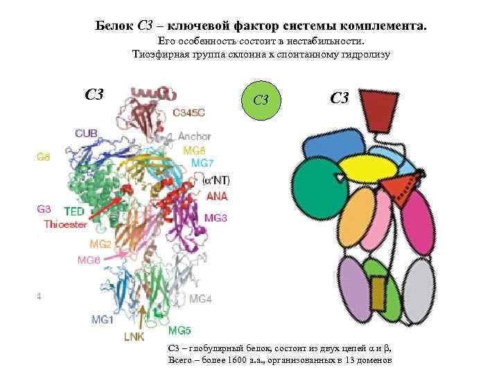 Белок С 3 – ключевой фактор системы комплемента. Его особенность состоит в нестабильности. Тиоэфирная