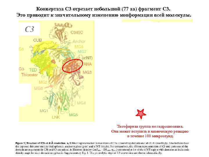 Конвертаза С 3 отрезает небольшой (77 аа) фрагмент С 3. Это приводит к значительному