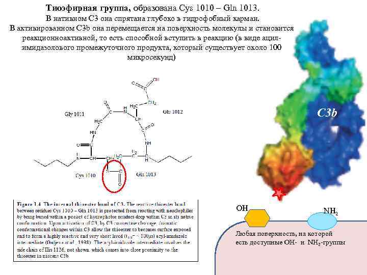 Тиоэфирная группа, образована Cys 1010 – Gln 1013. В нативном C 3 она спрятана
