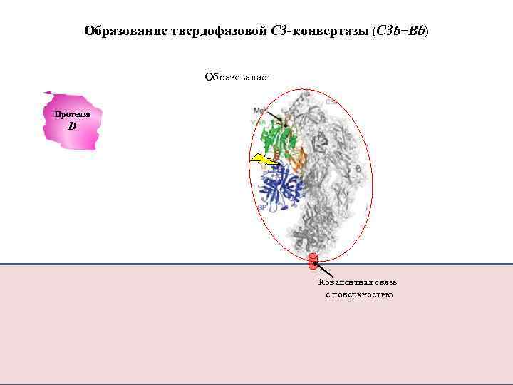 Образование твердофазовой С 3 -конвертазы (C 3 b+Bb) Образовалась конвертаза C 3 Протеаза D