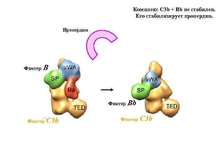Комплекс C 3 b + Bb не стабилен. Его стабилизирует пропердин. Пропердин Фактор B