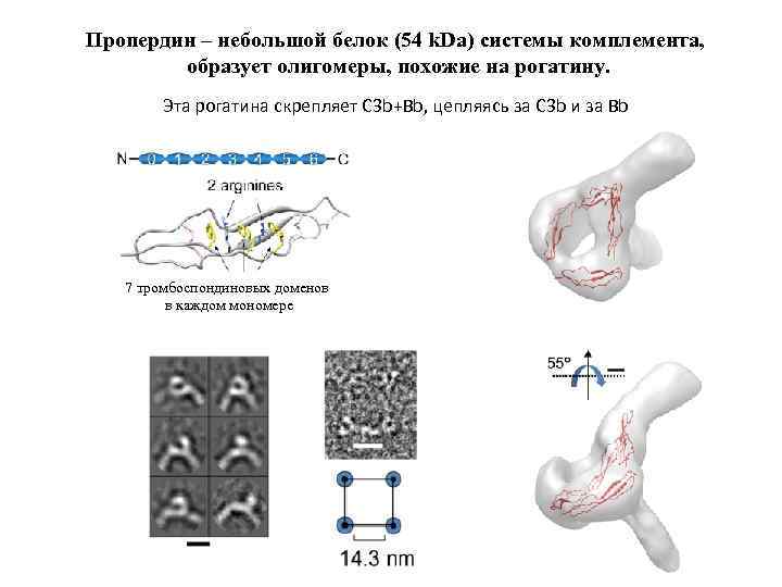 Пропердин – небольшой белок (54 k. Da) системы комплемента, образует олигомеры, похожие на рогатину.