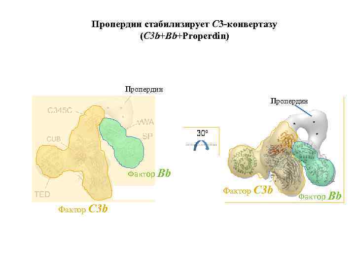 Пропердин стабилизирует С 3 -конвертазу (C 3 b+Bb+Properdin) Пропердин Фактор Bb Фактор C 3