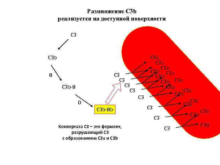 Размножение С 3 b реализуется на доступной поверхности С 3 b B C 3