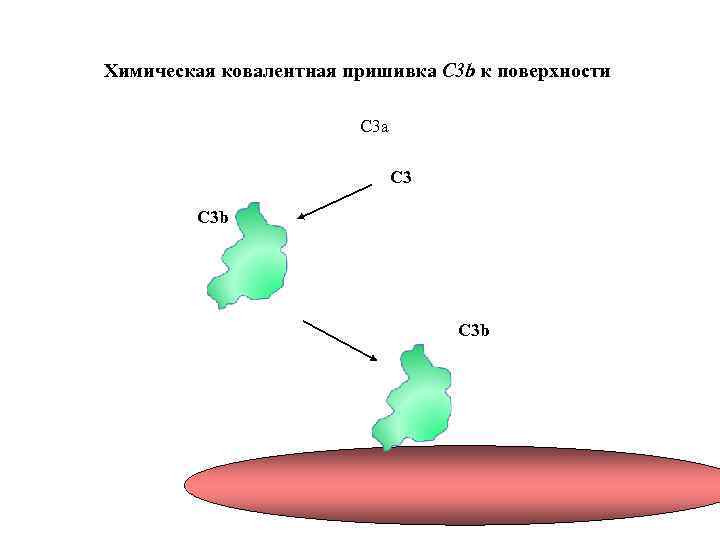 Химическая ковалентная пришивка C 3 b к поверхности C 3 a C 3 b