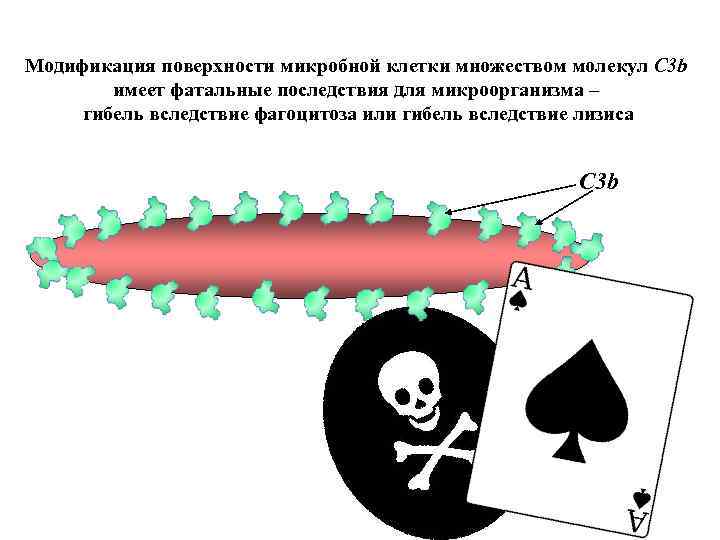 Модификация поверхности микробной клетки множеством молекул C 3 b имеет фатальные последствия для микроорганизма