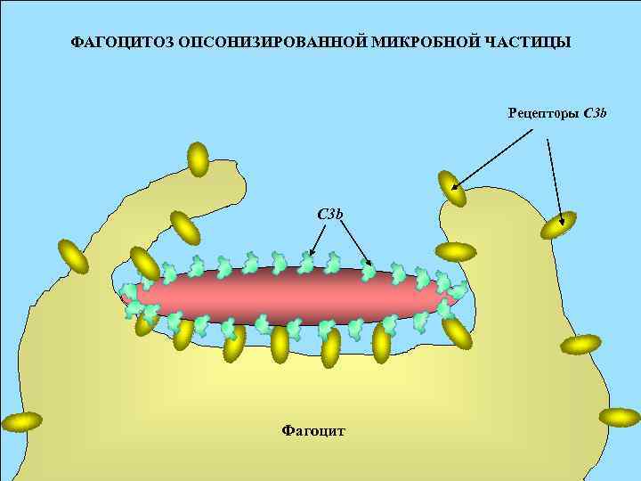 ФАГОЦИТОЗ ОПСОНИЗИРОВАННОЙ МИКРОБНОЙ ЧАСТИЦЫ Рецепторы С 3 b C 3 b Фагоцит 