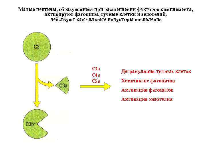 Малые пептиды, образующиеся при расщеплении факторов комплемента, активируют фагоциты, тучные клетки и эндотелий, действуют