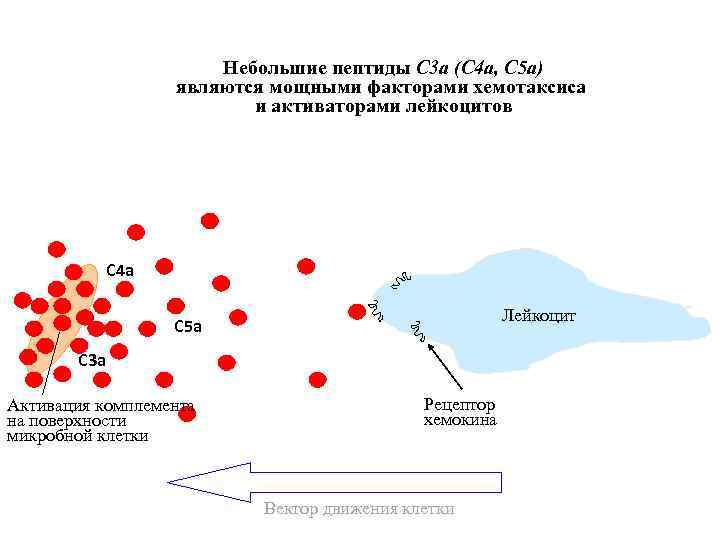 Небольшие пептиды С 3 a (C 4 a, C 5 a) являются мощными факторами