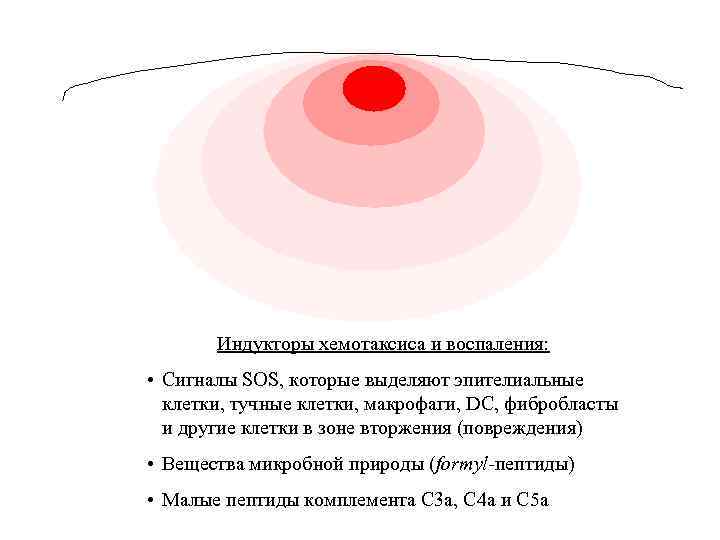 Индукторы хемотаксиса и воспаления: • Сигналы SOS, которые выделяют эпителиальные клетки, тучные клетки, макрофаги,