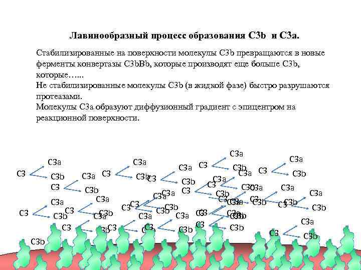 Лавинообразный процесс образования C 3 b и C 3 a. Стабилизированные на поверхности молекулы