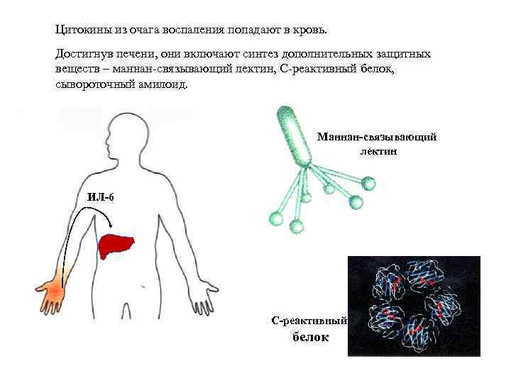 Цитокины из очага воспаления попадают в кровь. Достигнув печени, они включают синтез дополнительных защитных