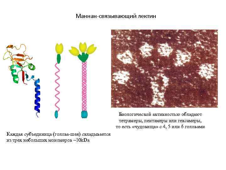 Маннан-связывающий лектин Биологической активностью обладают тетрамеры, пентамеры или гексамеры, то есть «чудовища» с 4,