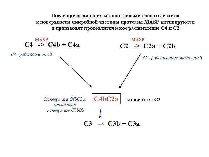 После присоединения маннан-связывающего лектина к поверхности микробной частицы протеазы MASP активируются и производят протеолитическое